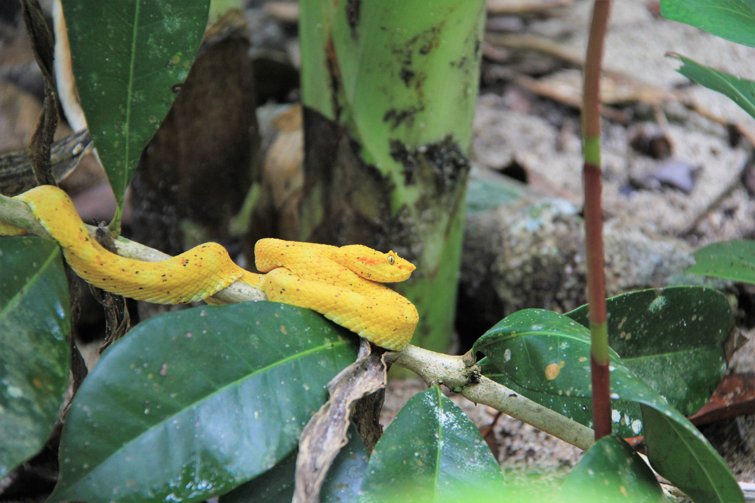 Costa Rica